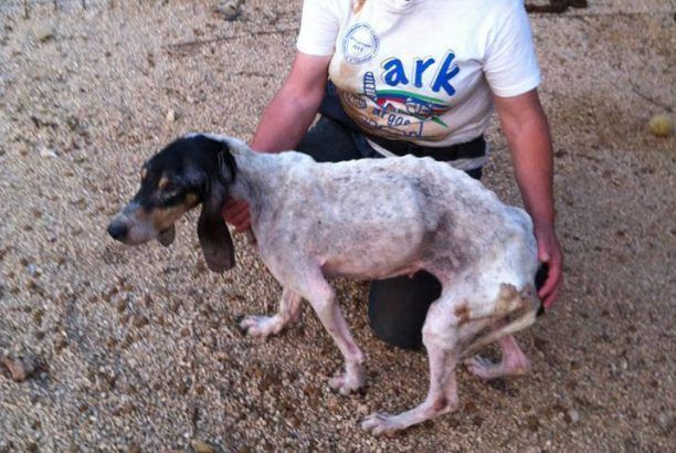 Κεφαλλονιά: Αποστεωμένο το εγκαταλελειμμένο κυνηγόσκυλο αργοπέθαινε στους δρόμους